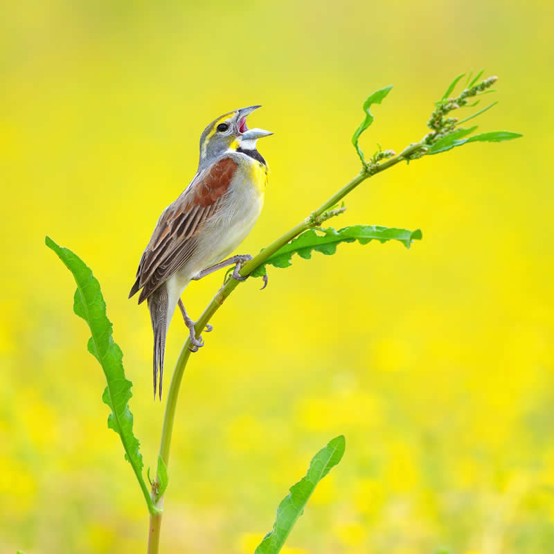 Enchanting Bird Photos