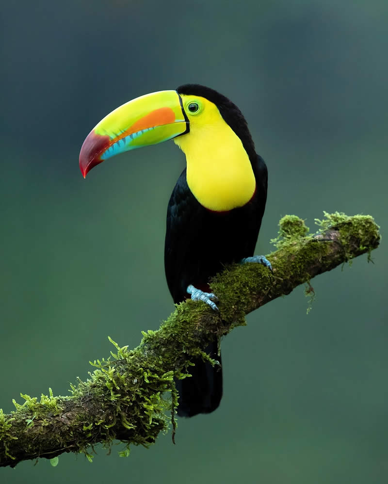Enchanting Bird Photos