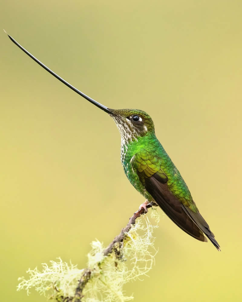 Enchanting Bird Photos