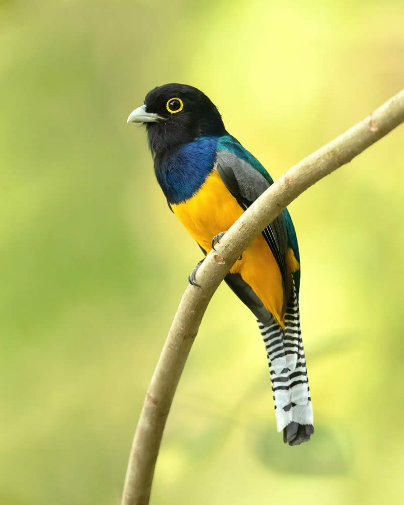Enchanting Bird Photos