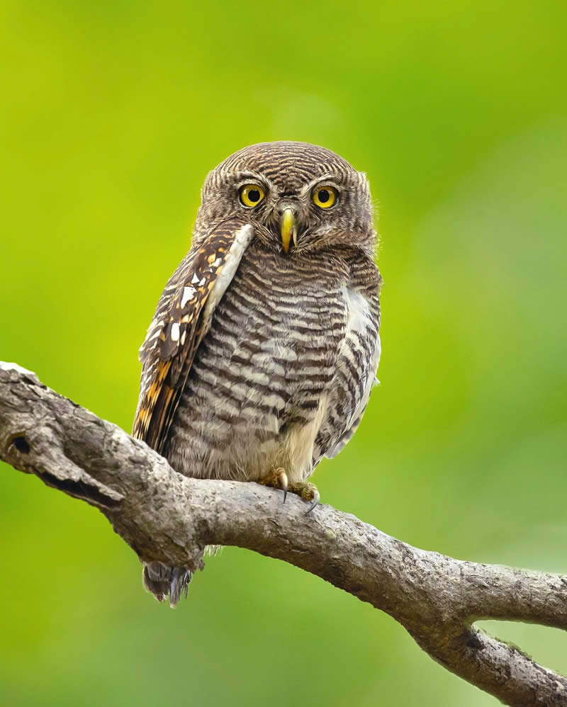 Enchanting Bird Photos