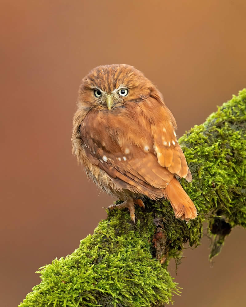 Enchanting Bird Photos