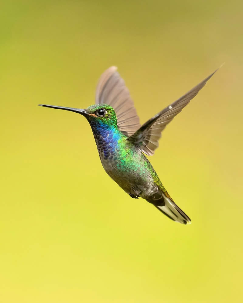 Enchanting Bird Photos