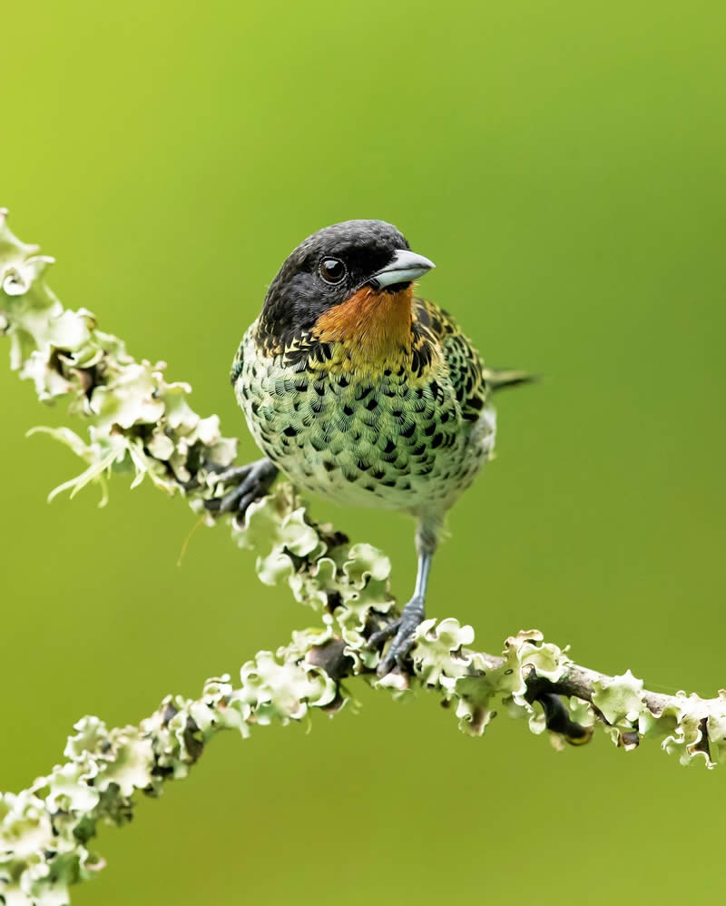 Enchanting Bird Photos