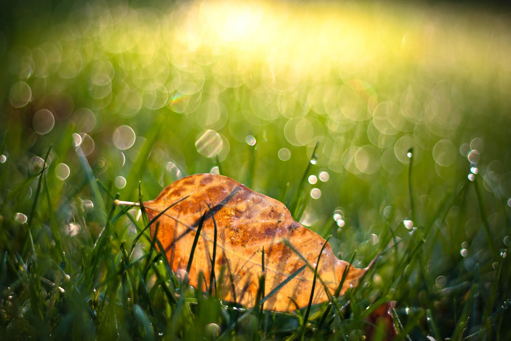Bokeh Photography