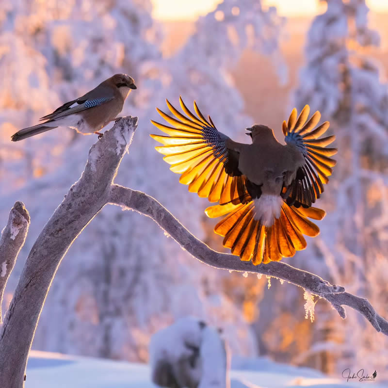Enchanting Bird Photos