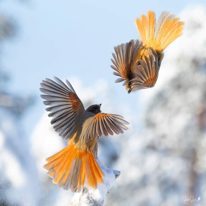 Enchanting Bird Photos