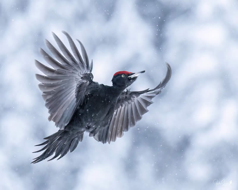 Enchanting Bird Photos