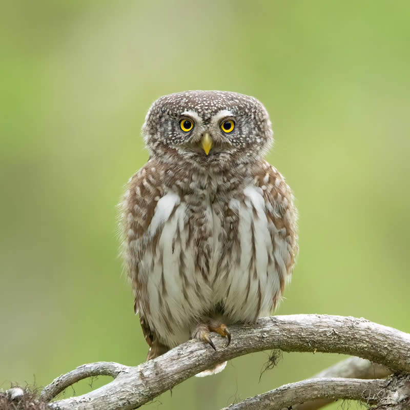 Enchanting Bird Photos