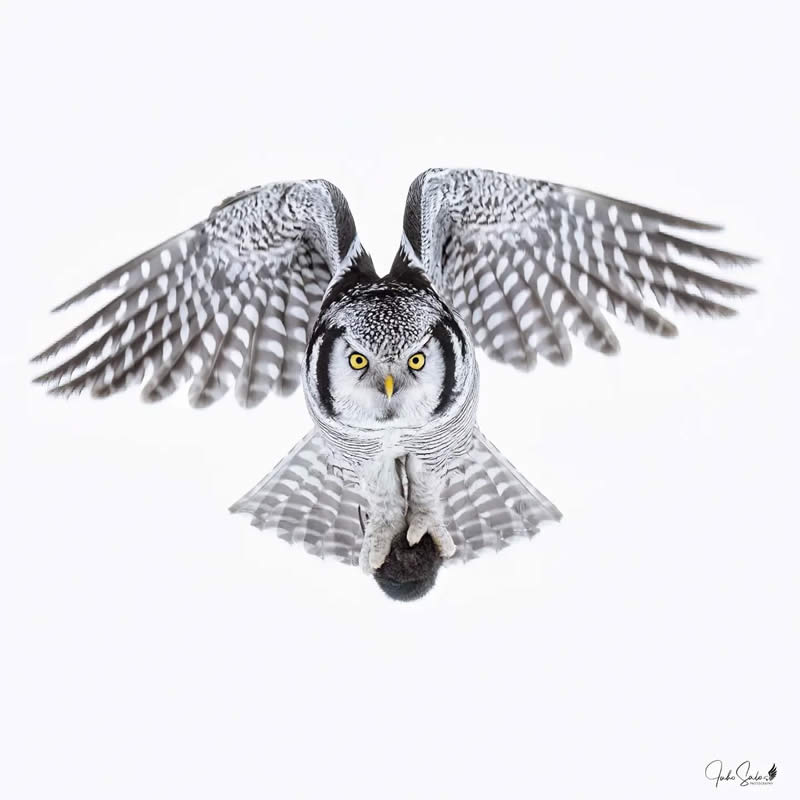 Enchanting Bird Photos