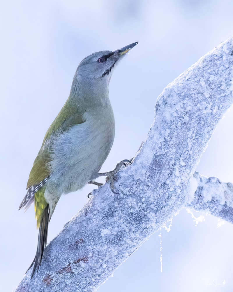 Enchanting Bird Photos