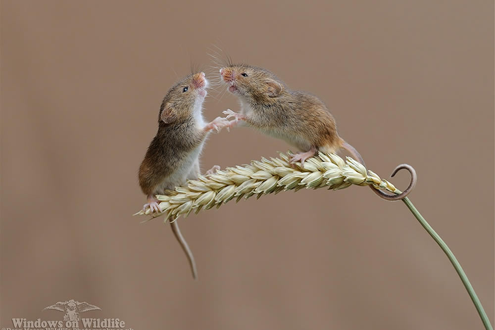 Harvest Mice Miniature Photos By Dean Mason