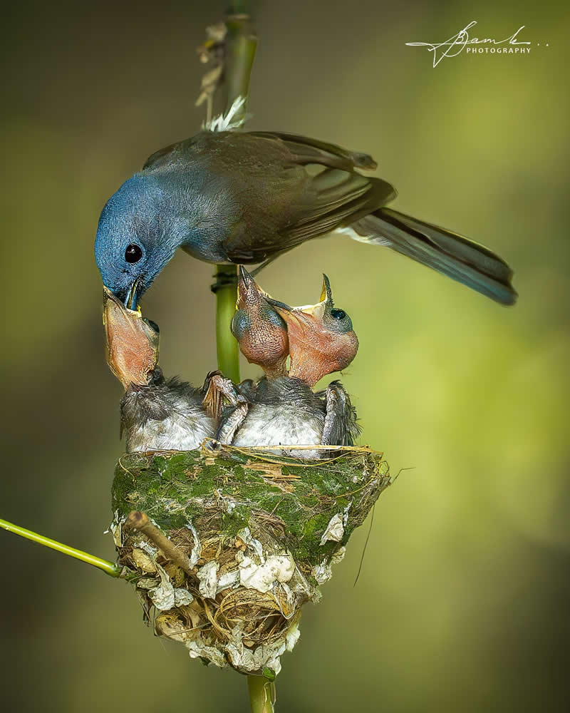 Indian Bird Photography by Biswajit Basak