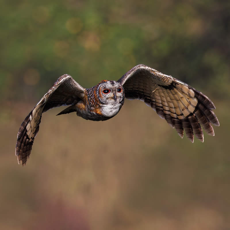 Enchanting Bird Photos