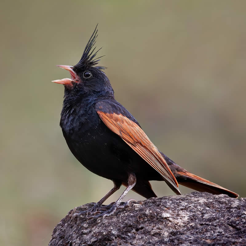 Enchanting Bird Photos