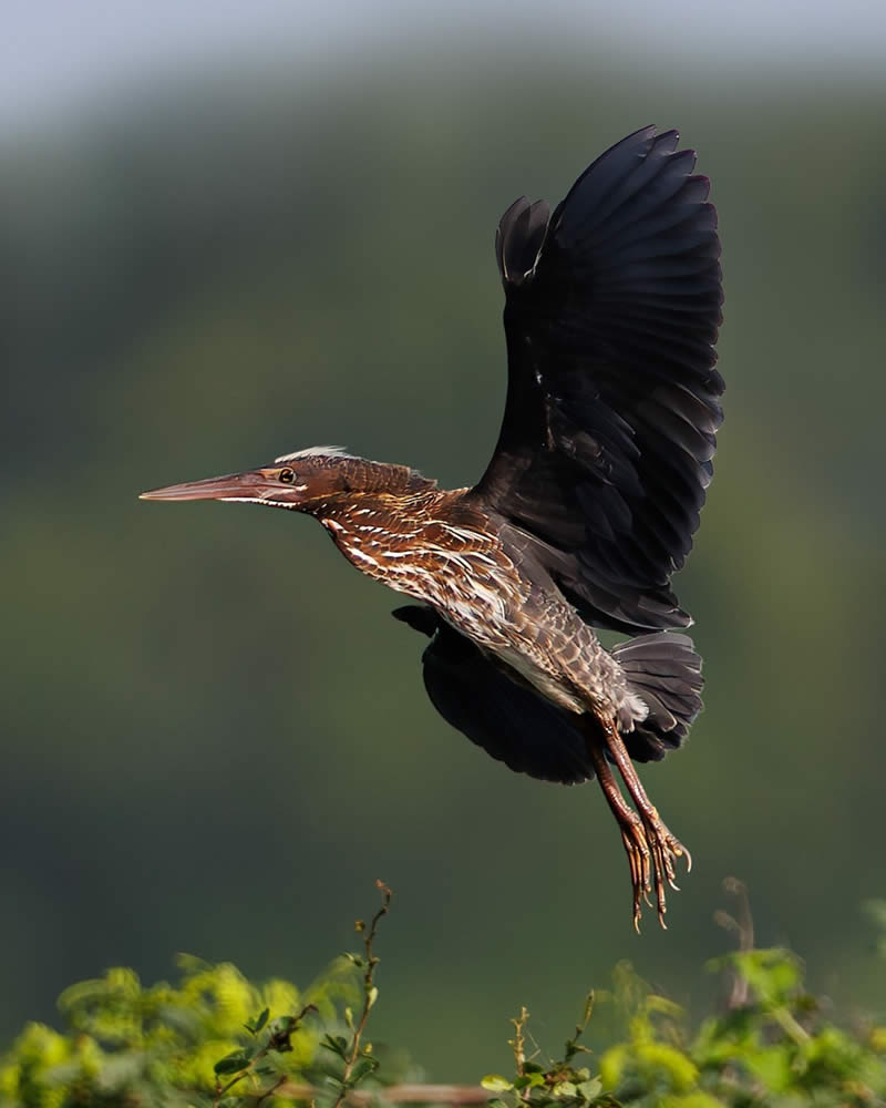 Enchanting Bird Photos