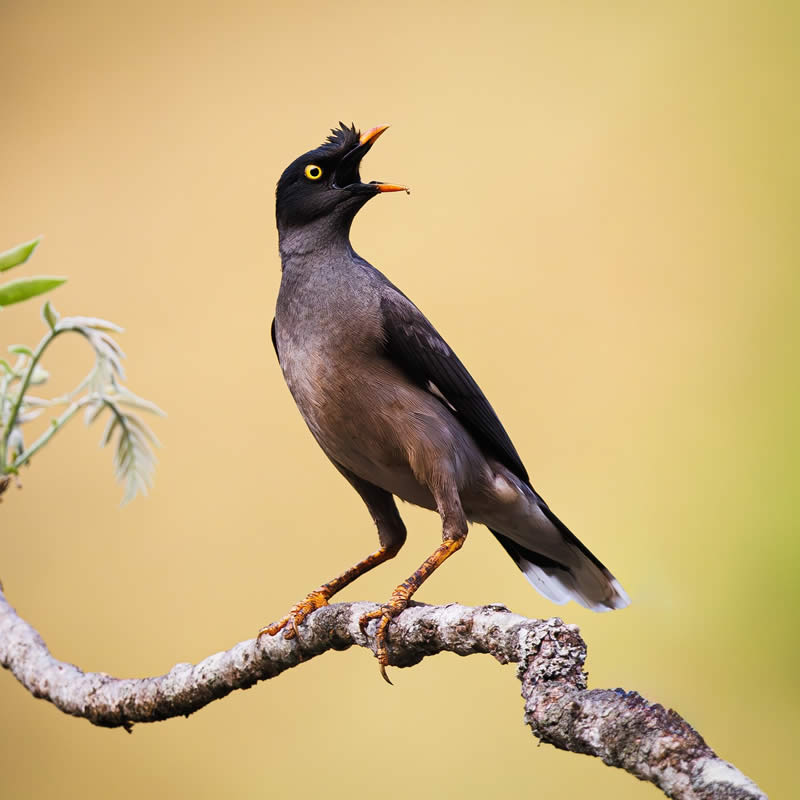 Enchanting Bird Photos