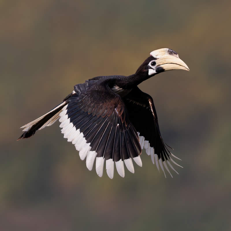 Enchanting Bird Photos