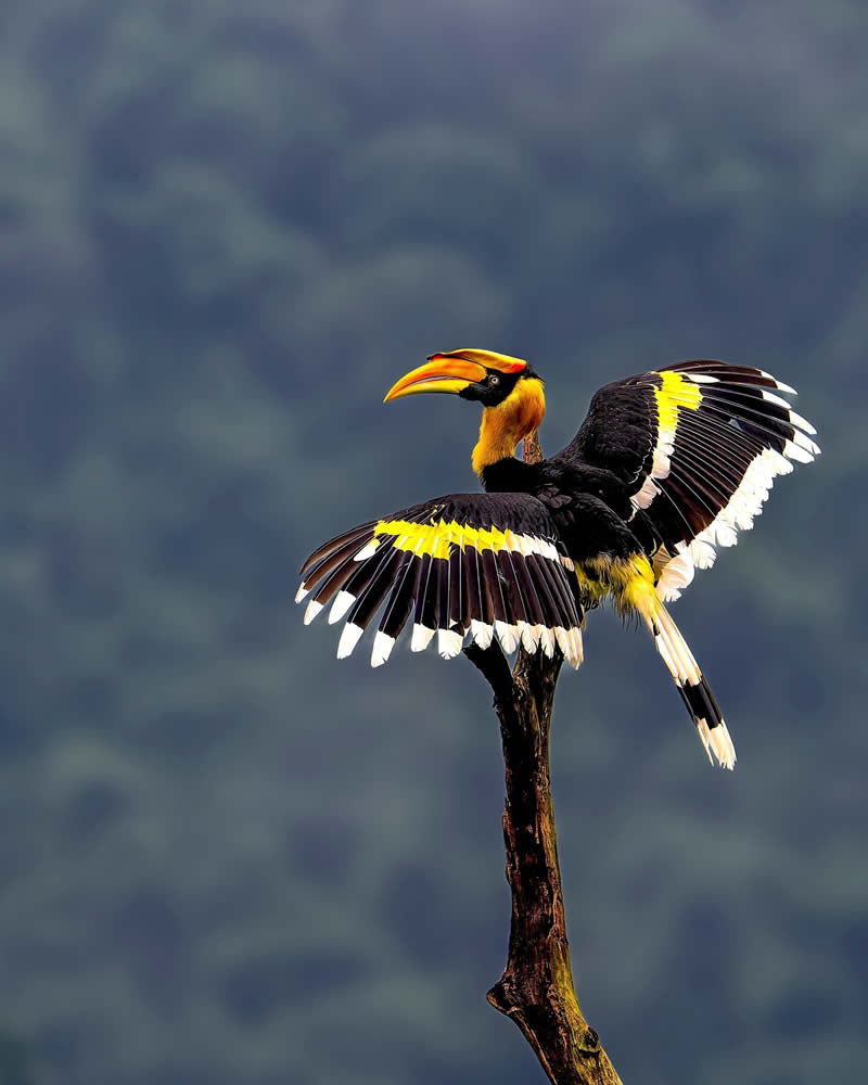 Enchanting Bird Photos