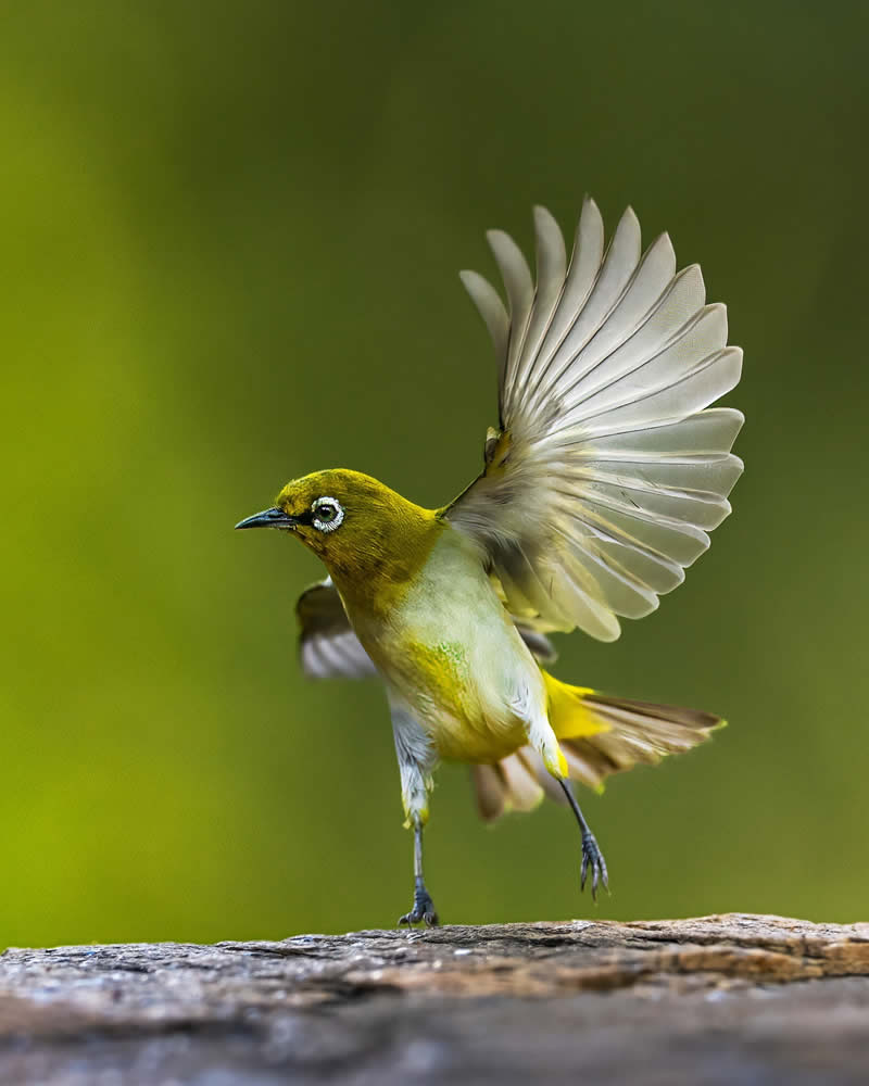 Enchanting Bird Photos