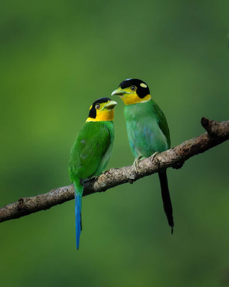 Enchanting Bird Photos