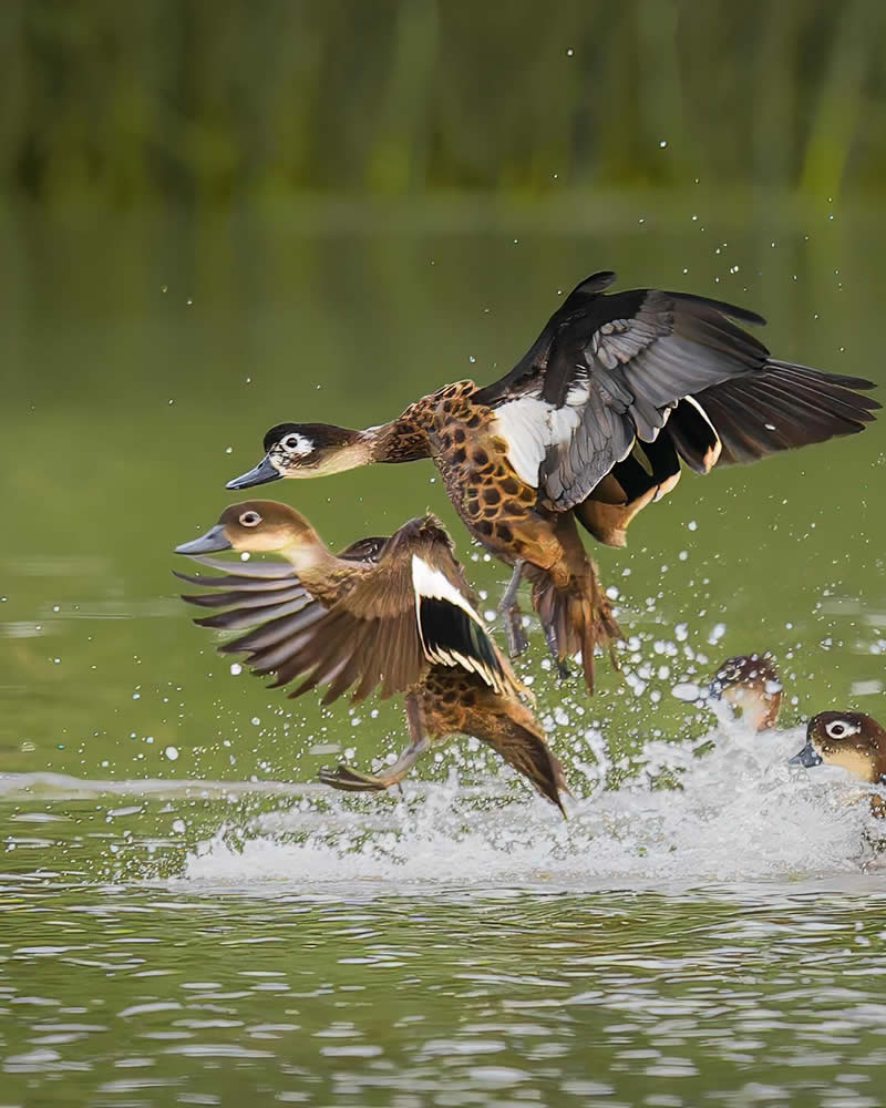 Enchanting Bird Photos