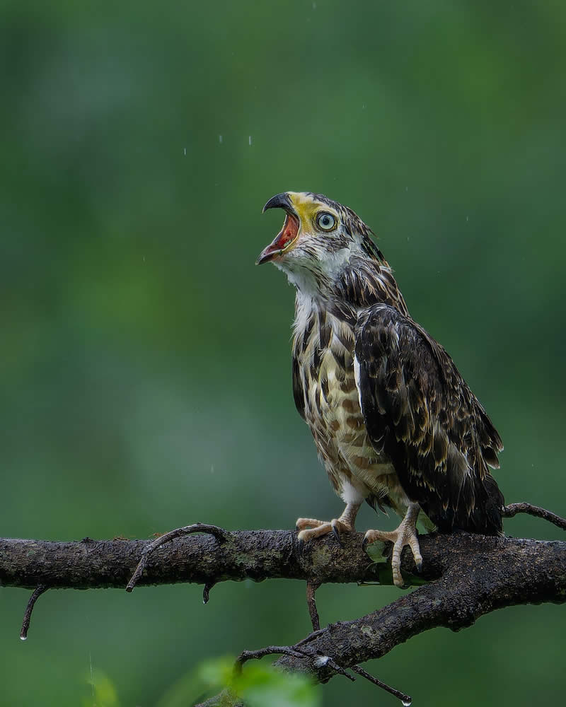 Enchanting Bird Photos