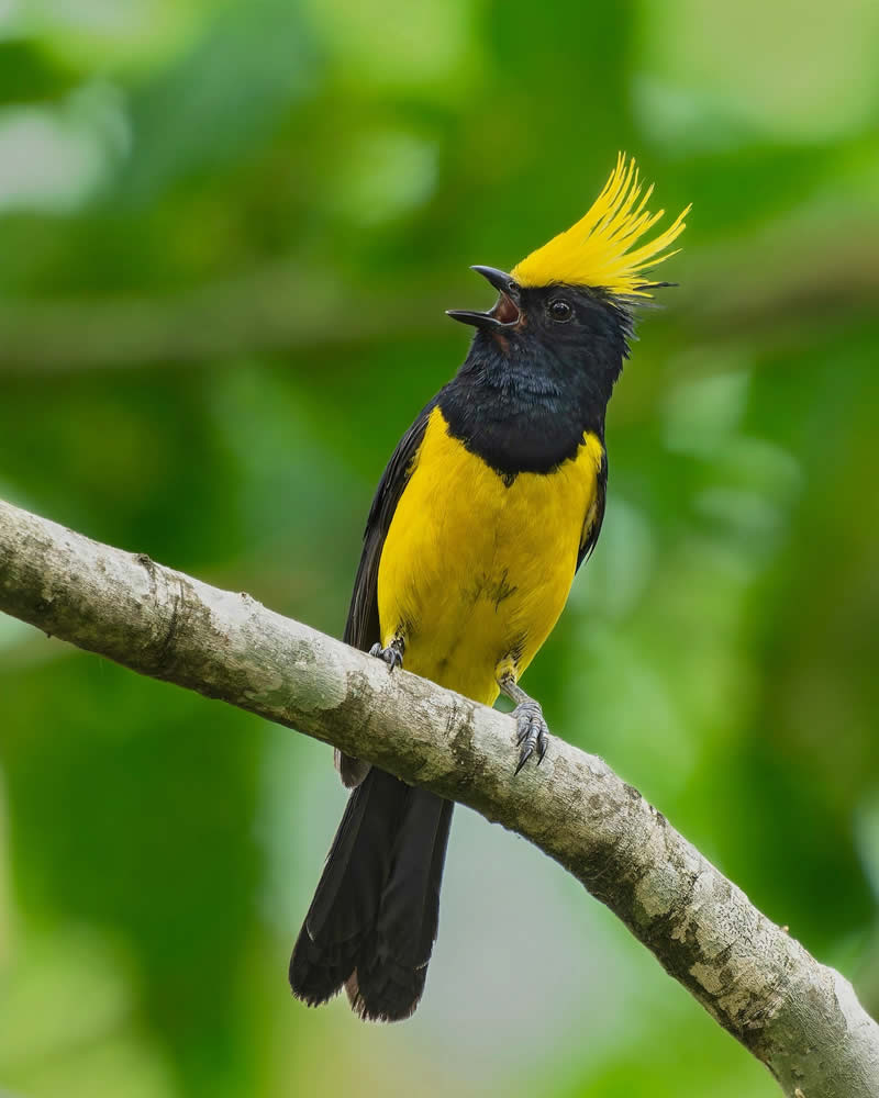 Enchanting Bird Photos