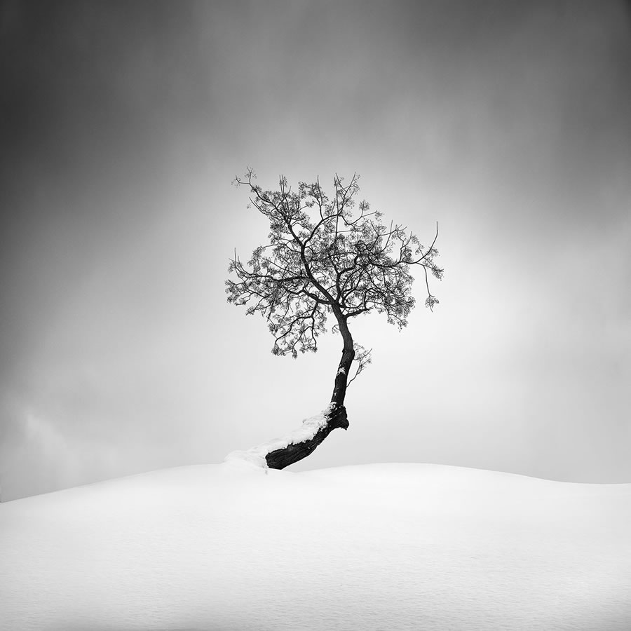 Life Of A Tree By George Digalakis