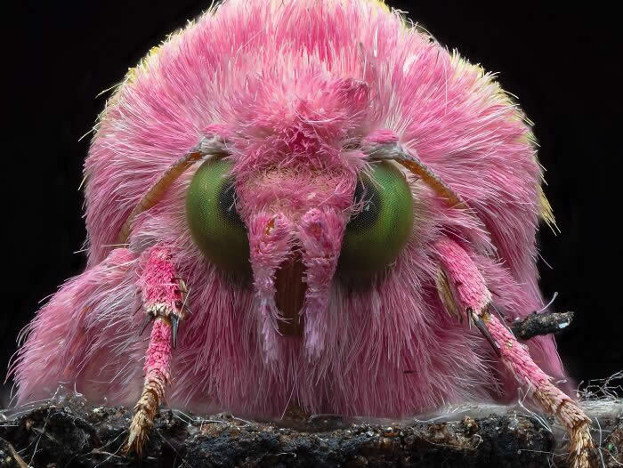 Macro Photography by Dara Ojo