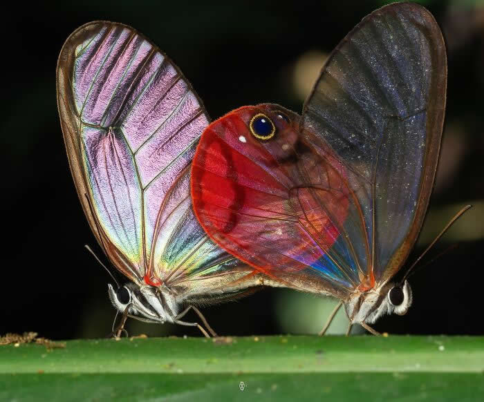 Macro Photography by Dara Ojo