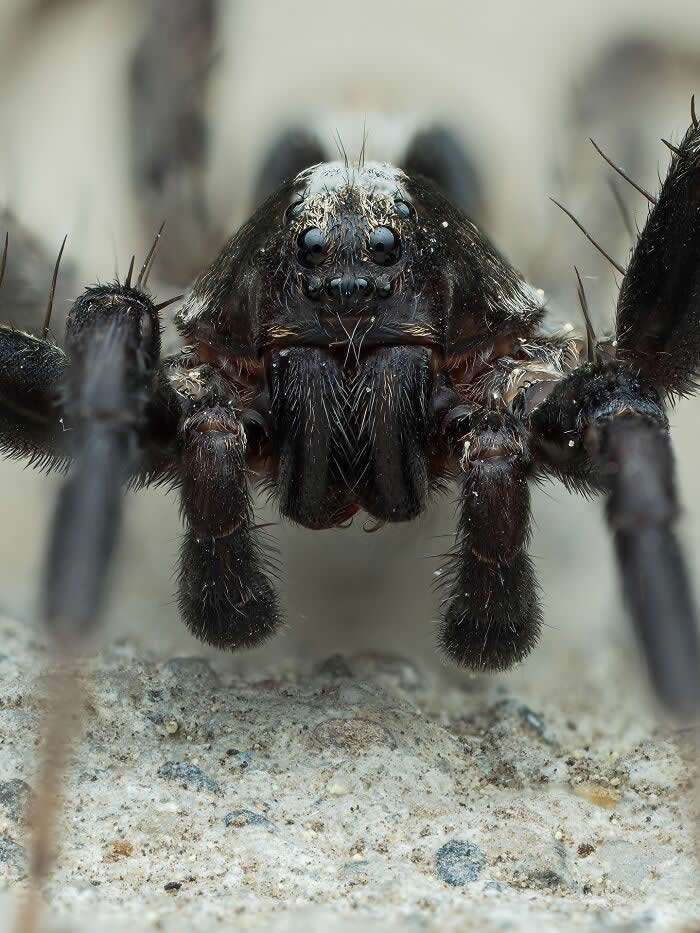Macro Photography by Dara Ojo