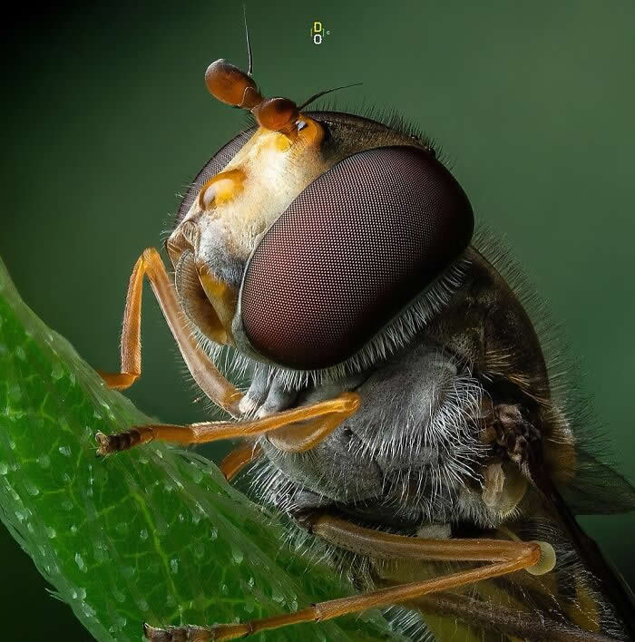 Macro Photography by Dara Ojo