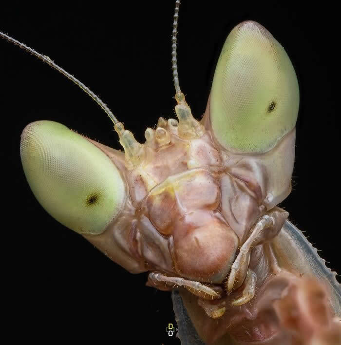 Macro Photography by Dara Ojo