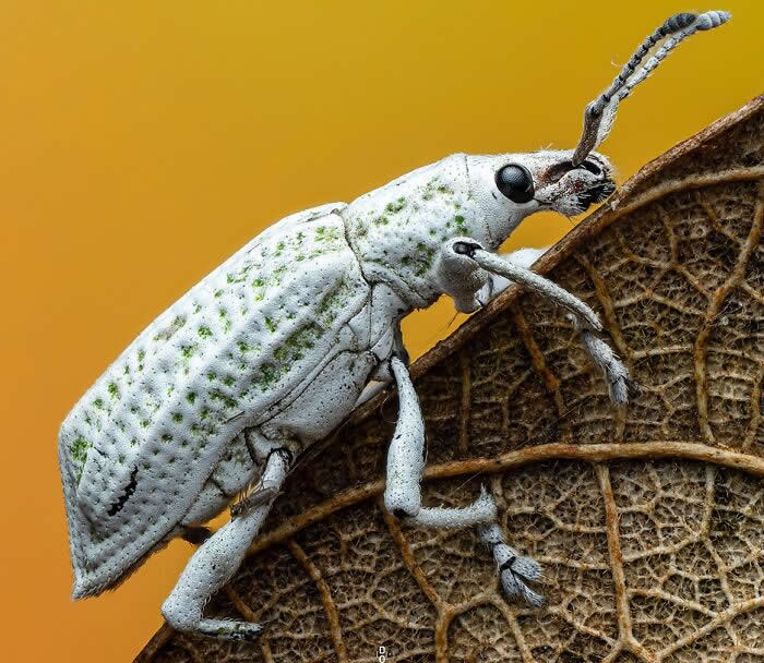 Macro Photography by Dara Ojo