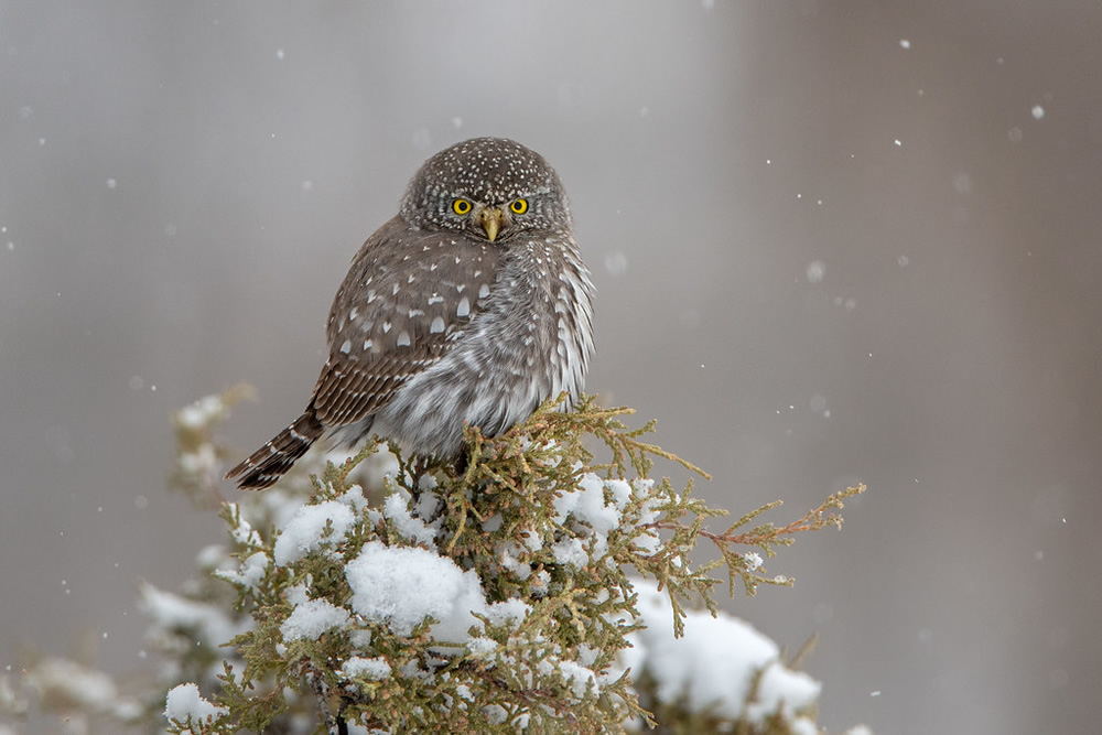 Matthew Studebaker Photography