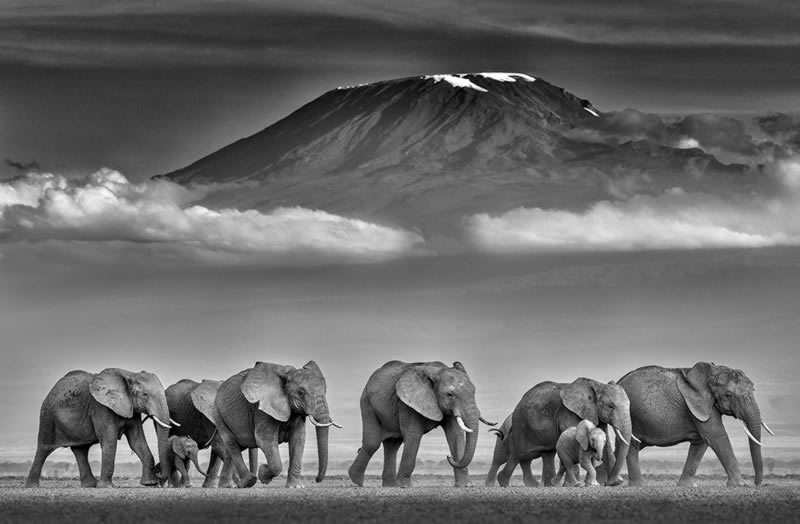 Wildlife Monochrome Photography Awards