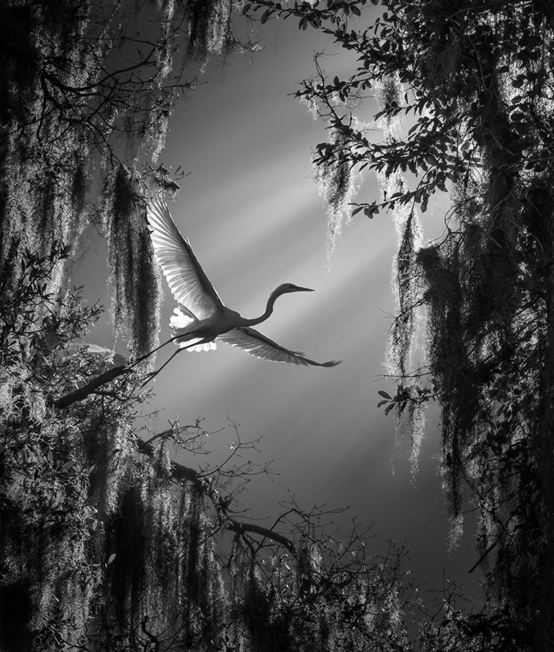 Wildlife Monochrome Photography Awards