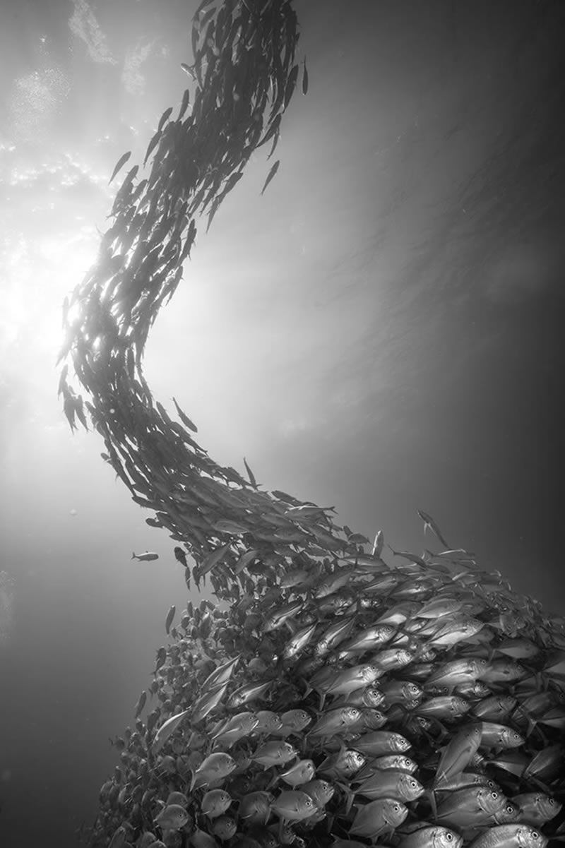 Wildlife Monochrome Photography Awards
