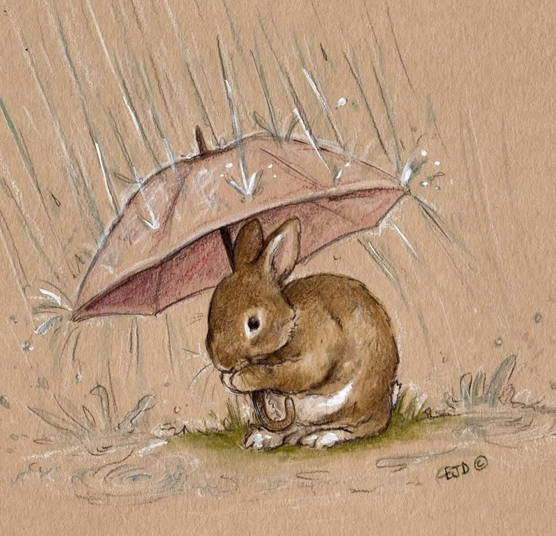 Stunning Illustrations by Emily Duffin Celebrating Nature