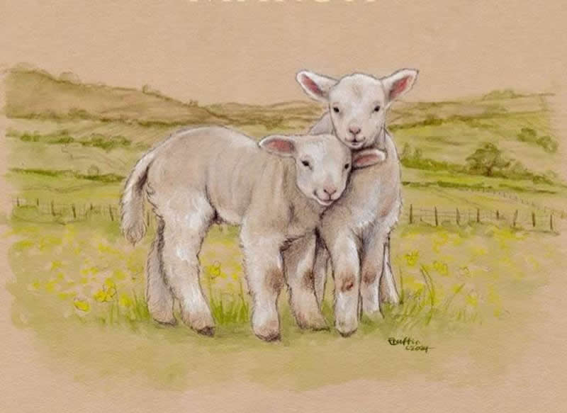 Stunning Illustrations by Emily Duffin Celebrating Nature