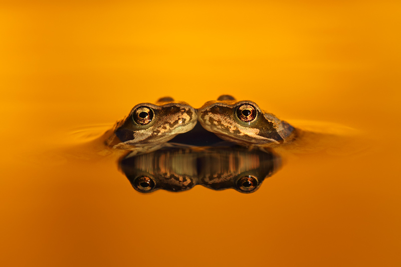 Beautiful Wildlife Photography by Simon Roy