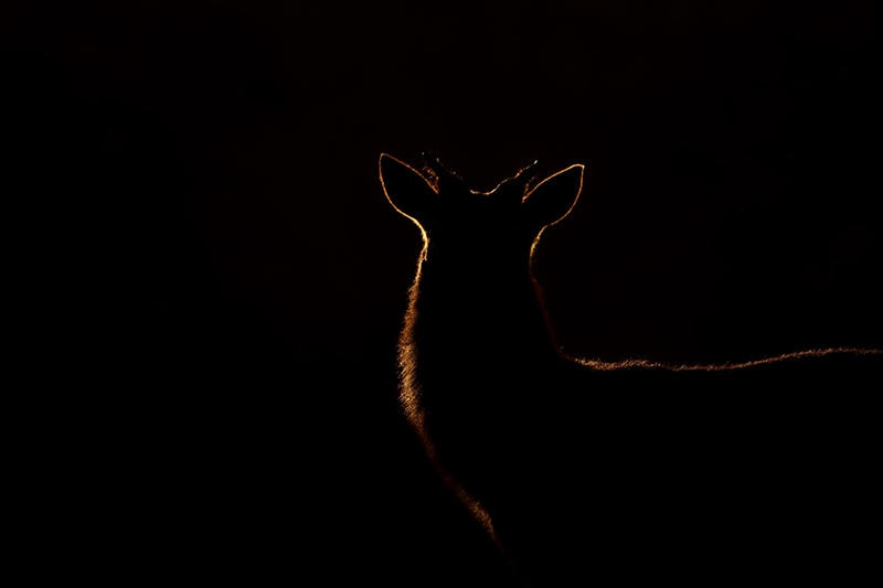 Beautiful Wildlife Photography by Simon Roy
