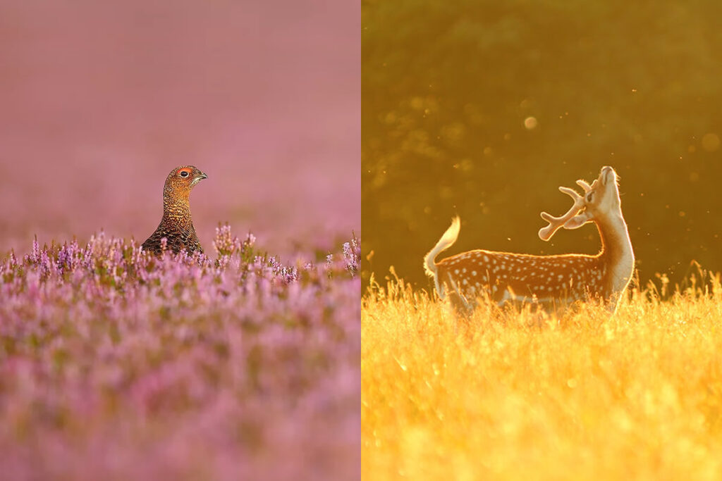 Fantastic Wildlife Photography by Simon Roy