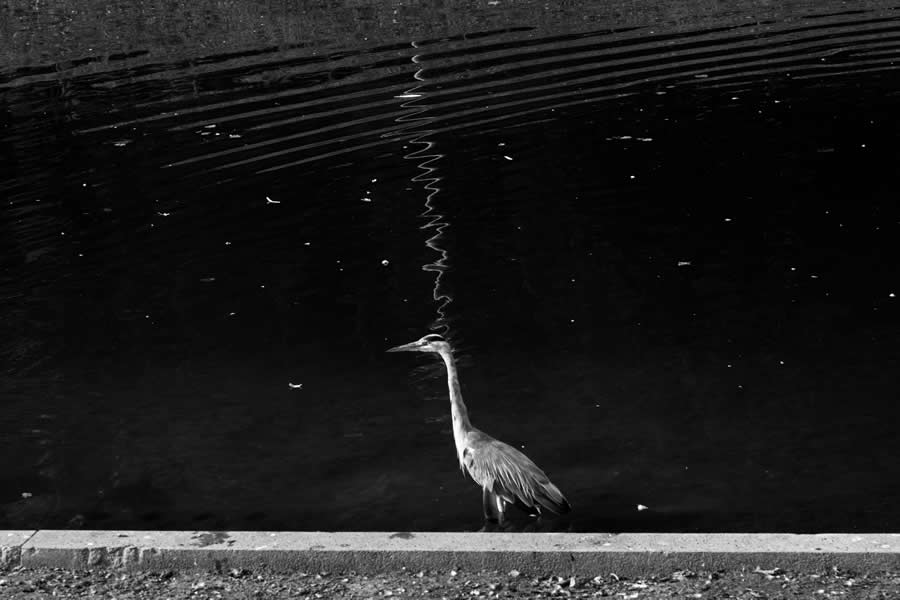 Captivating Street Photography by Meera Nerurkar