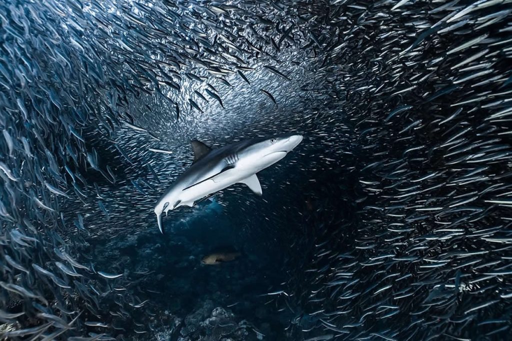 Breathtaking Beauty of Underwater Photography by Daniel Nicholson