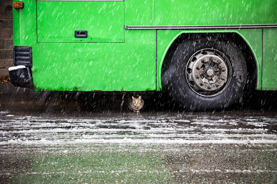 Award-Winning Street Photos of Urban Photography Awards